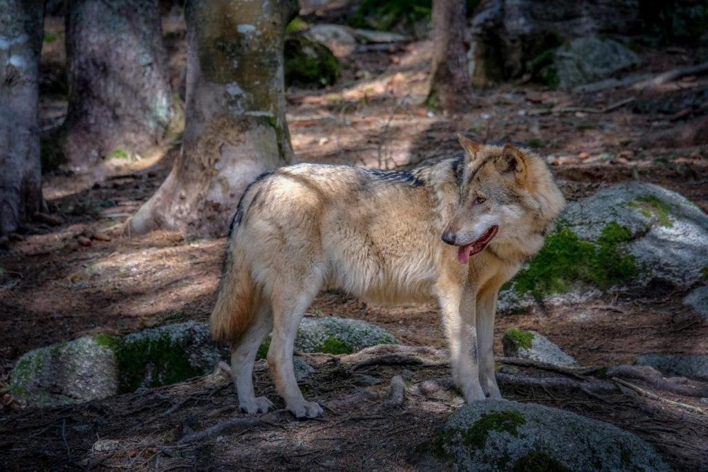 Horská Kvilda - Ubytování U Chvalů Exterior foto